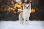 Border Collie Portraits