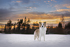 Border Collie Portrait