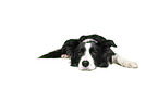 Border Collie in front of white background