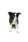 Border Collie in front of white background