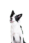 Border Collie in front of white background