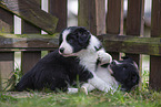 Border Collie puppy