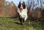 Border Collie