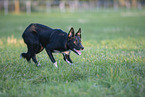 Border Collie