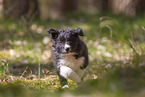 Border Collie puppy