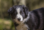 Border Collie puppy