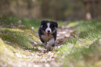 Border Collie puppy