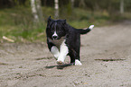 Border Collie puppy