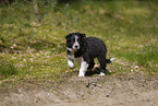 Border Collie puppy