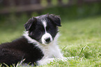 Border Collie puppy