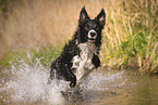 Border Collie in water