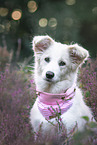 Border Collie puppy