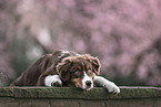 Border Collie puppy