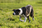 shorthaired Border Collie