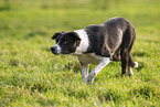 shorthaired Border Collie