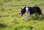 shorthaired Border Collie