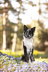 female Border Collie