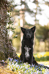 male Border Collie