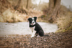 Border Collie Puppy