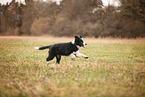 Border Collie Puppy