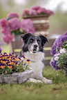 male Border Collie