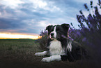 male Border Collie