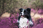 young male Border Collie