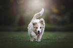 Border Collie Puppy