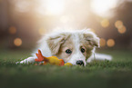 Border Collie Puppy