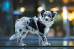 Border Collie Puppy