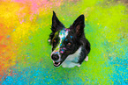 coloured Border Collie