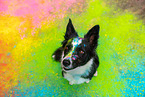 coloured Border Collie