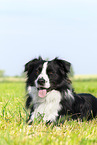 black-and-whit Border Collie