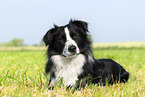 black-and-whit Border Collie