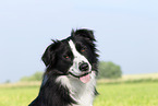 black-and-whit Border Collie