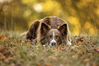 adult Border Collie