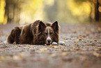 adult Border Collie