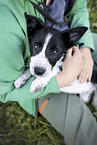 young Border Collie