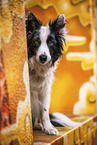 male Border Collie