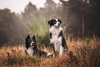 2 Border Collies