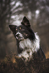 male Border Collie