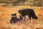 2 Border Collies