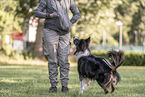 male Border Collie