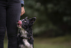 male Border Collie