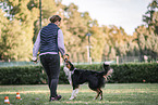 male Border Collie