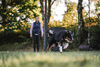 male Border Collie