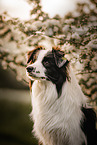 Border Collie Portrait