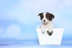 Border Collie Puppy