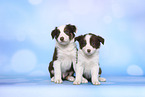 Border Collie Puppies