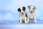 Border Collie Puppies